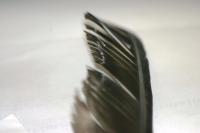 <img200*0:stuff/z/169023/Feather%2520Reference%2520Photos/i1279903431_2.jpg>