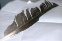 <img200*0:stuff/z/169023/Feather%2520Reference%2520Photos/i1279903431_3.jpg>