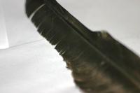 <img200*0:stuff/z/169023/Feather%2520Reference%2520Photos/i1279903431_5.jpg>