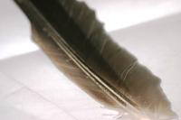 <img200*0:stuff/z/169023/Feather%2520Reference%2520Photos/i1279903431_6.jpg>
