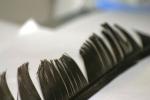 Feather Reference Photos