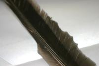 <img200*0:stuff/z/169023/Feather%2520Reference%2520Photos/i1279903432_12.jpg>