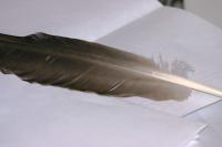 <img200*0:stuff/z/169023/Feather%2520Reference%2520Photos/i1279903432_14.jpg>
