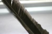 <img200*0:stuff/z/169023/Feather%2520Reference%2520Photos/i1279903432_17.jpg>