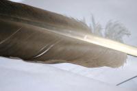 <img200*0:stuff/z/169023/Feather%2520Reference%2520Photos/i1279903432_19.jpg>