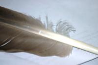 <img200*0:stuff/z/169023/Feather%2520Reference%2520Photos/i1279903432_20.jpg>