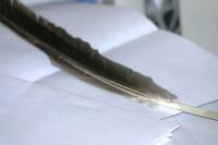 <img200*0:stuff/z/169023/Feather%2520Reference%2520Photos/i1279903432_22.jpg>