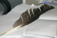 <img200*0:stuff/z/169023/Feather%2520Reference%2520Photos/i1279903432_9.jpg>