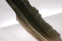 <img200*0:stuff/z/169023/Feather%2520Reference%2520Photos/i1279903433_26.jpg>