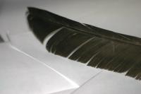 <img200*0:stuff/z/169023/Feather%2520Reference%2520Photos/i1279903433_29.jpg>