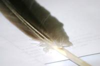 <img200*0:stuff/z/169023/Feather%2520Reference%2520Photos/i1279903433_31.jpg>