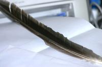 <img200*0:stuff/z/169023/Feather%2520Reference%2520Photos/i1279903433_32.jpg>