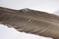 <img200*0:stuff/z/169023/Feather%2520Reference%2520Photos/i1279903433_34.jpg>