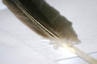 <img200*0:stuff/z/169023/Feather%2520Reference%2520Photos/i1279903433_36.jpg>