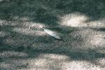 <img150*0:stuff/z/169023/Feather%2520Reference/i1278615874_1.jpg>