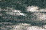 <img150*0:stuff/z/169023/Feather%2520Reference/i1278615874_2.jpg>