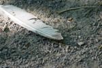 <img150*0:stuff/z/169023/Feather%2520Reference/i1278615875_11.jpg>