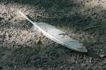 <img150*0:stuff/z/169023/Feather%2520Reference/i1278615875_13.jpg>