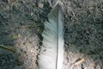 <img150*0:stuff/z/169023/Feather%2520Reference/i1278615875_14.jpg>