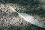 <img150*0:stuff/z/169023/Feather%2520Reference/i1278615875_3.jpg>