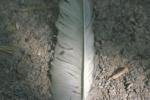 <img150*0:stuff/z/169023/Feather%2520Reference/i1278615875_4.jpg>