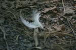 <img150*0:stuff/z/169023/Feather%2520Reference/i1278615875_5.jpg>