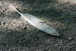 <img150*0:stuff/z/169023/Feather%2520Reference/i1278615875_6.jpg>