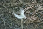 <img150*0:stuff/z/169023/Feather%2520Reference/i1278615875_9.jpg>