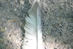 <img150*0:stuff/z/169023/Feather%2520Reference/i1278615876_15.jpg>