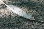 <img150*0:stuff/z/169023/Feather%2520Reference/i1278615876_16.jpg>