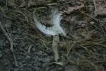 <img150*0:stuff/z/169023/Feather%2520Reference/i1278615876_18.jpg>