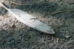 <img150*0:stuff/z/169023/Feather%2520Reference/i1278615876_19.jpg>