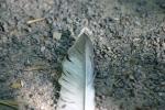 <img150*0:stuff/z/169023/Feather%2520Reference/i1278615876_20.jpg>