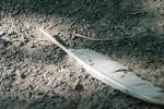 <img150*0:stuff/z/169023/Feather%2520Reference/i1278615876_22.jpg>