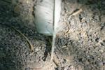 <img150*0:stuff/z/169023/Feather%2520Reference/i1278615876_23.jpg>