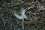 <img150*0:stuff/z/169023/Feather%2520Reference/i1278615876_24.jpg>