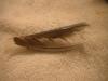<img100*0:stuff/z/169023/Feathers%2520118/i1259866099_1.jpg>