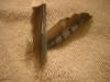 <img100*0:stuff/z/169023/Feathers%2520118/i1259866099_11.jpg>