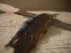 <img100*0:stuff/z/169023/Feathers%2520118/i1259866099_13.jpg>