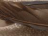 <img100*0:stuff/z/169023/Feathers%2520118/i1259866099_14.jpg>
