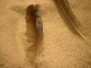 <img100*0:stuff/z/169023/Feathers%2520118/i1259866099_15.jpg>
