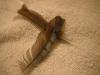 <img100*0:stuff/z/169023/Feathers%2520118/i1259866099_16.jpg>