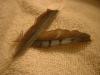 <img100*0:stuff/z/169023/Feathers%2520118/i1259866099_17.jpg>