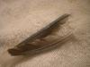 <img100*0:stuff/z/169023/Feathers%2520118/i1259866099_2.jpg>
