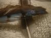 <img100*0:stuff/z/169023/Feathers%2520118/i1259866099_4.jpg>