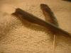 <img100*0:stuff/z/169023/Feathers%2520118/i1259866099_5.jpg>