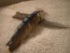 <img100*0:stuff/z/169023/Feathers%2520118/i1259866099_7.jpg>