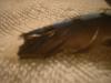 <img100*0:stuff/z/169023/Feathers%2520118/i1259866100_19.jpg>