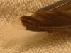 <img100*0:stuff/z/169023/Feathers%2520118/i1259866100_20.jpg>