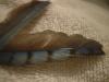 <img100*0:stuff/z/169023/Feathers%2520118/i1259866100_23.jpg>